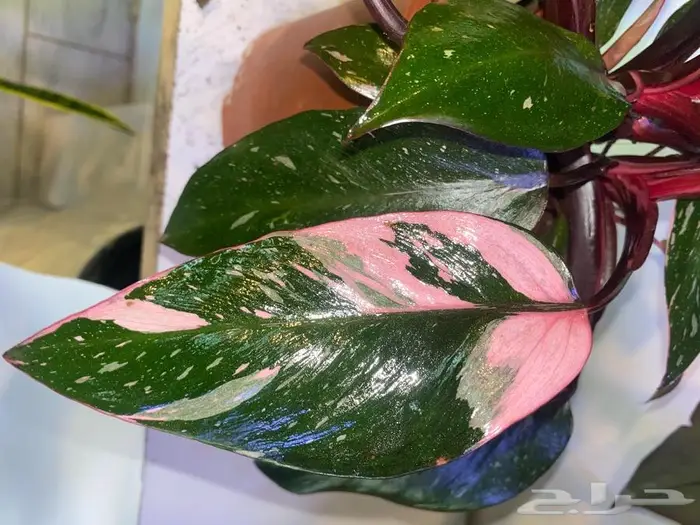 مجموعه جديده من النباتات الداخليه. بأسعار منافسه. 19