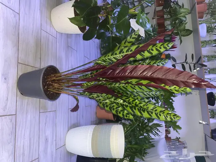 مجموعه جديده من النباتات الداخليه. بأسعار منافسه. 20