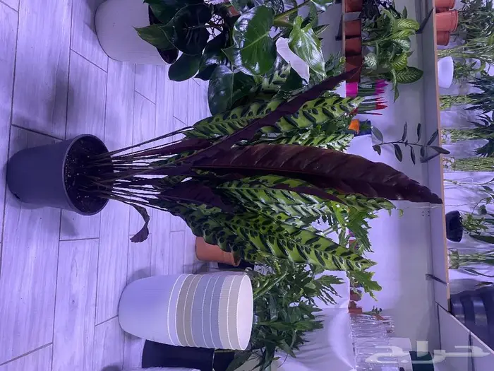 مجموعه جديده من النباتات الداخليه. بأسعار منافسه. 22