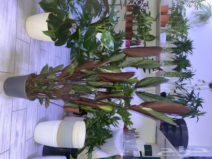 مجموعه جديده من النباتات الداخليه. بأسعار منافسه. 21