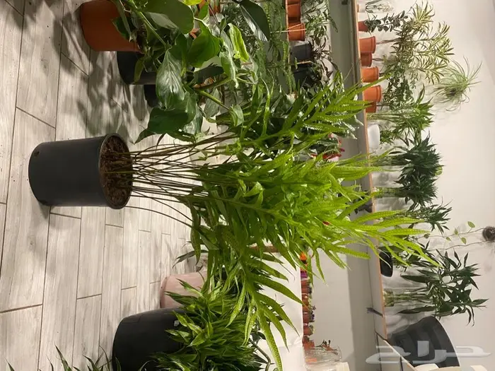 مجموعه جديده من النباتات الداخليه. بأسعار منافسه. 23