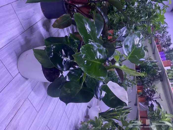 مجموعه جديده من النباتات الداخليه. بأسعار منافسه. 24