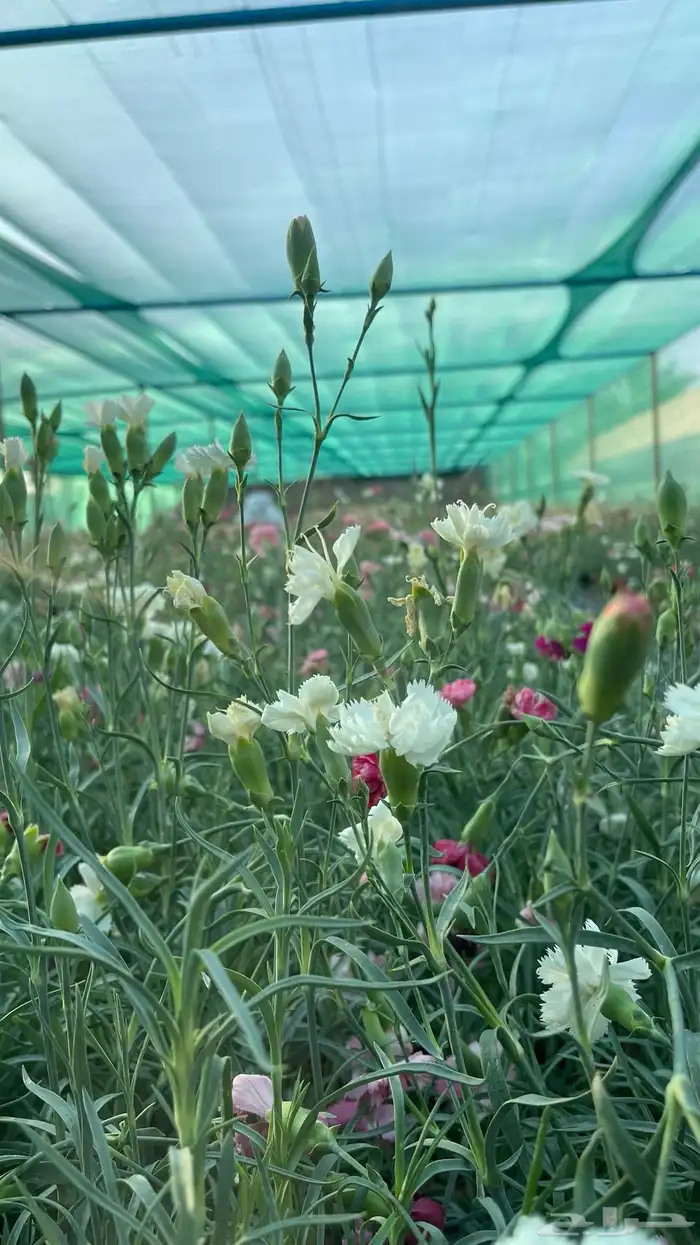 شتلات ورد 7