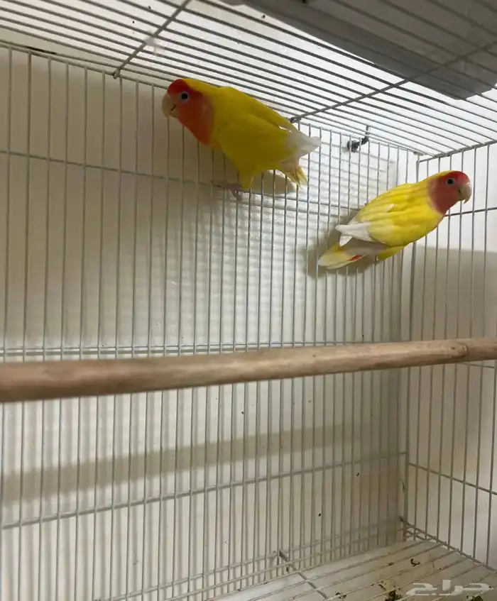 جوز روز لاتينو (( تم البيع )) 1