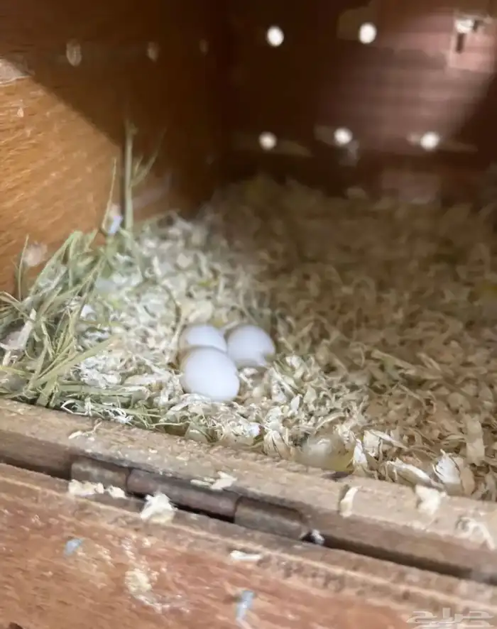 جوز روز لاتينو (( تم البيع )) 0