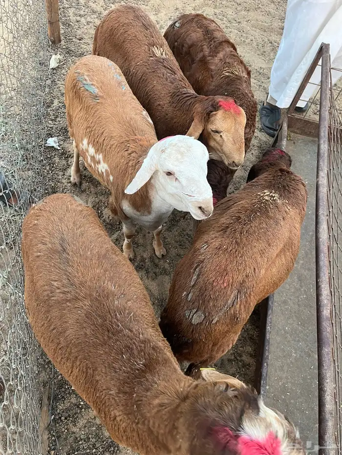 حري طليان ورخال 4