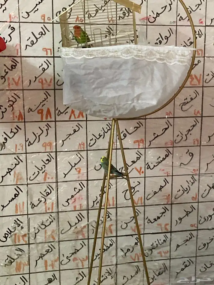 روز أخضر ماشاءالله 0