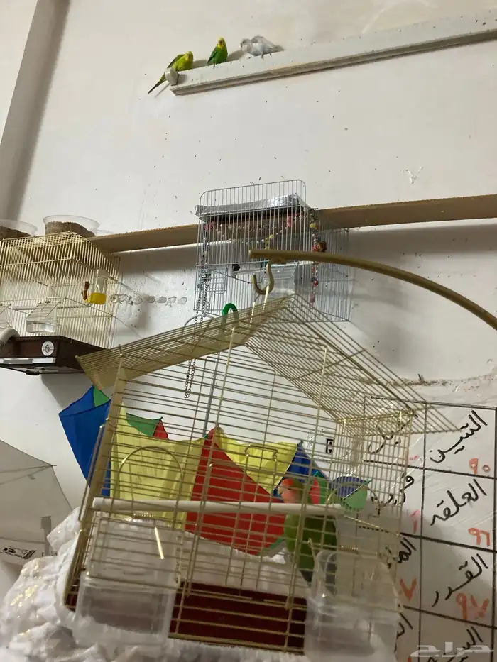 روز أخضر ماشاءالله 1