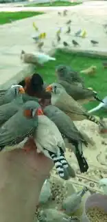الطيور طيور الزينه بيع شراء 1