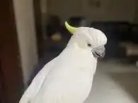 الطيور طيور الزينه بيع شراء 4