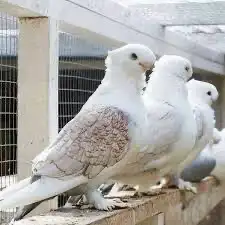 الطيور طيور الزينه بيع شراء 0