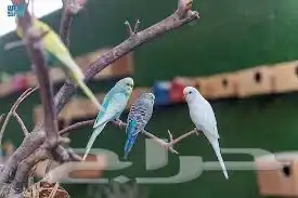الطيور طيور الزينه بيع شراء 2