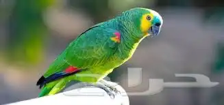 الطيور طيور الزينه بيع شراء 3