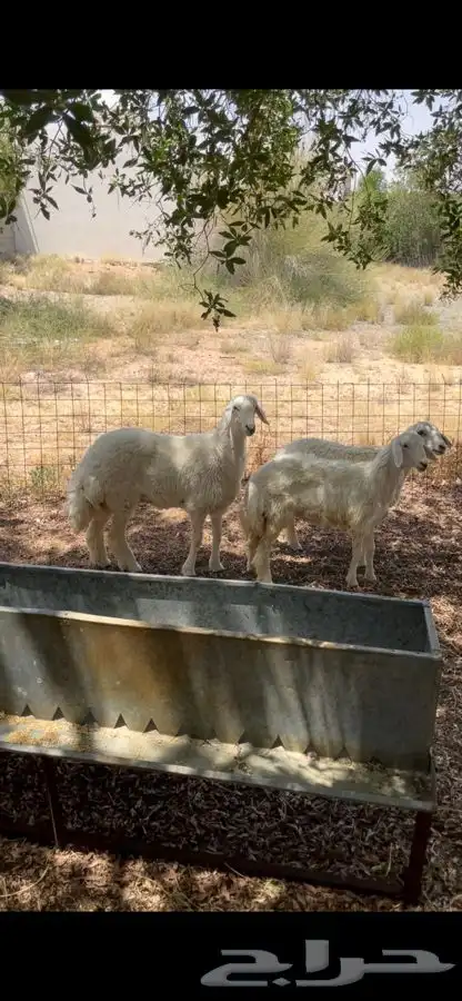 رخال ضحايا والذبح علينا 1