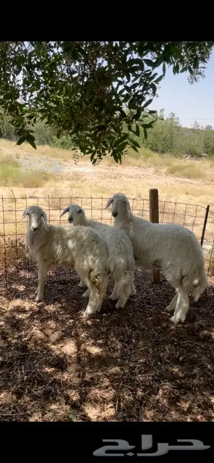 رخال ضحايا والذبح علينا 0