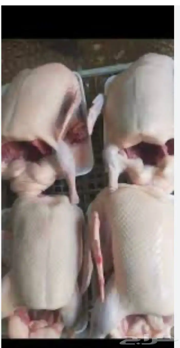 يوجد بط بكيني مذبوح علي الطلب 1