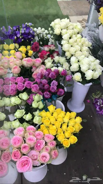 مندوب هدايا الشرقية وقطع 15