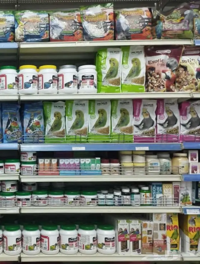 زبريم وباتيه طيور زينة نوادر خميس مشيط 83