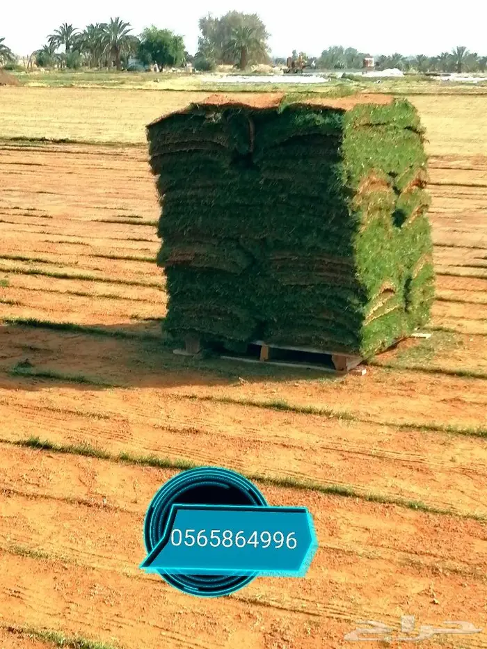 ثيل طبيعي تنسيق حدائق 1