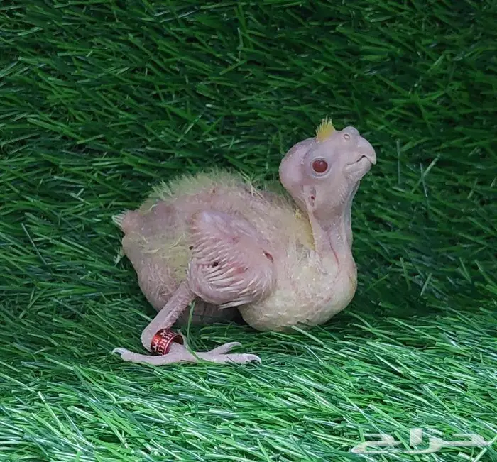 فرخ كروان لاتينو (( تم البيع )) 0