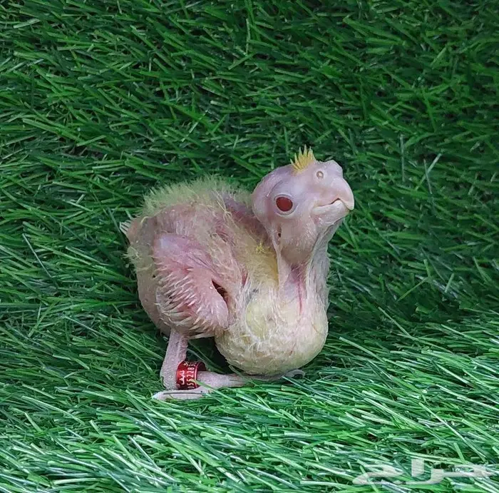 فرخ كروان لاتينو (( تم البيع )) 2