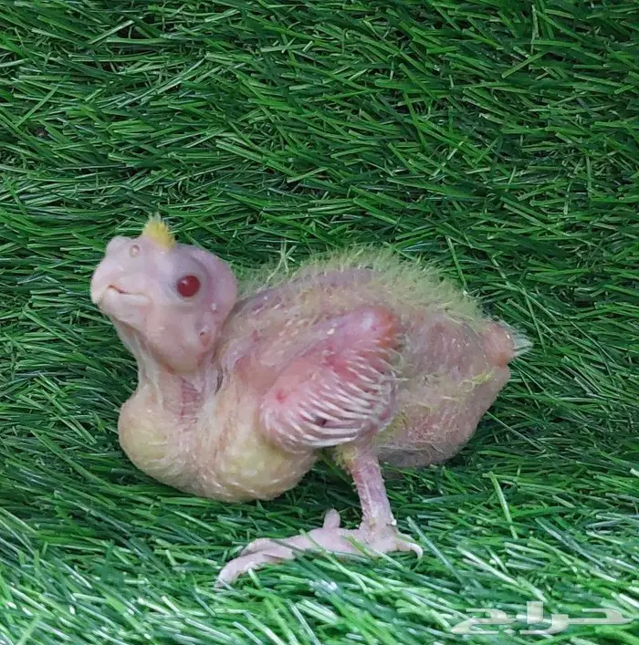 فرخ كروان لاتينو (( تم البيع )) 1