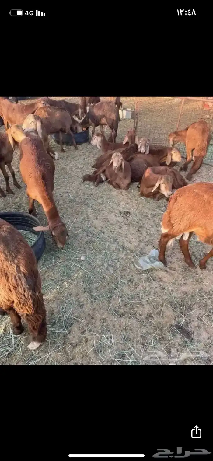 سواكن جذعان يوجد خدمه الذبح والتوصيل 1