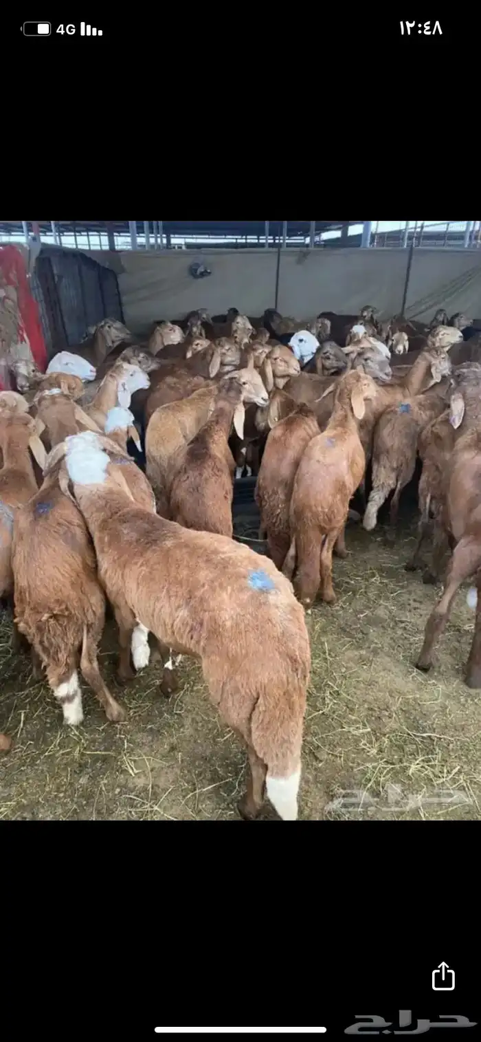 سواكن جذعان يوجد خدمه الذبح والتوصيل 0