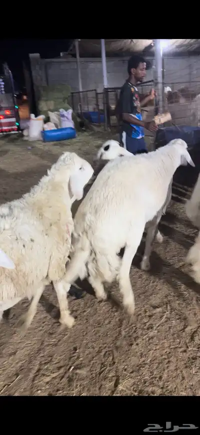 اضاحي حريات وسواكن ونجد الطايف 1