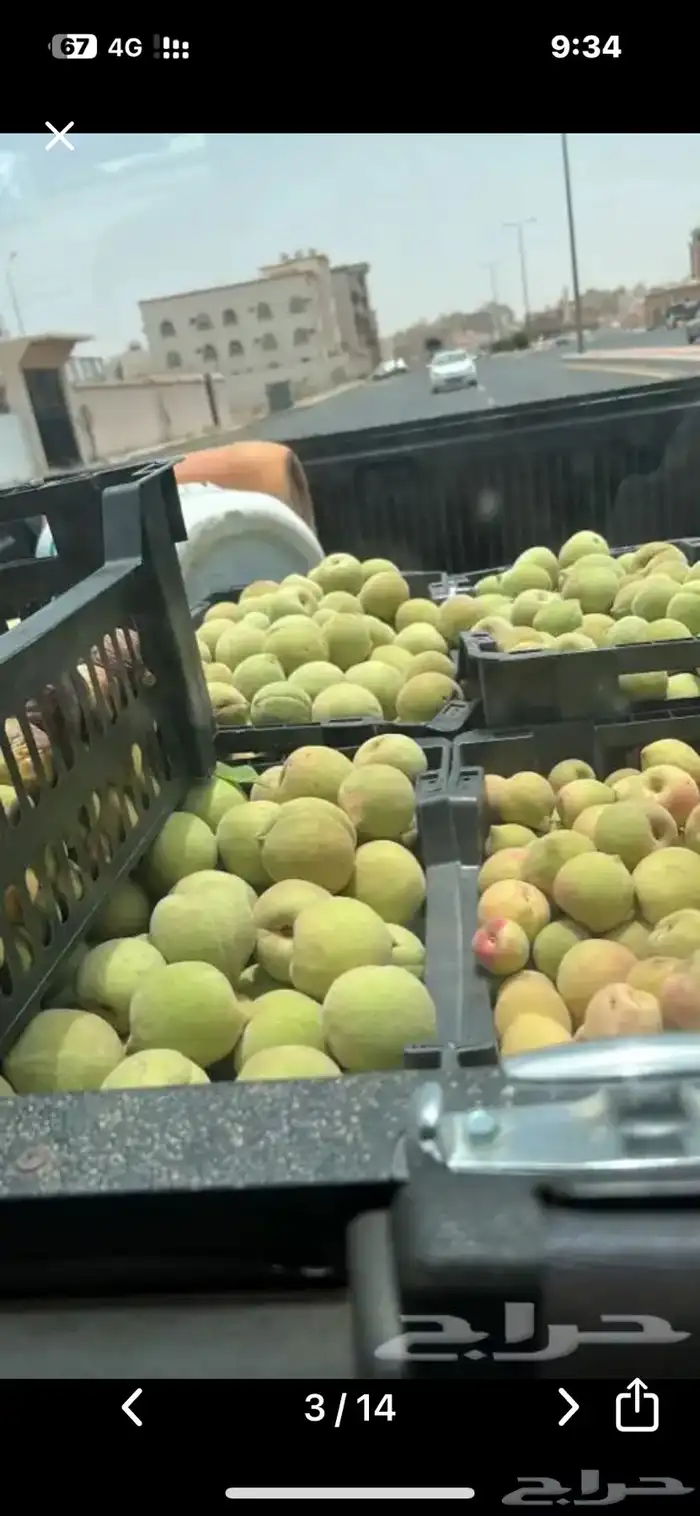 شتلات مثمرة وعطريات 3