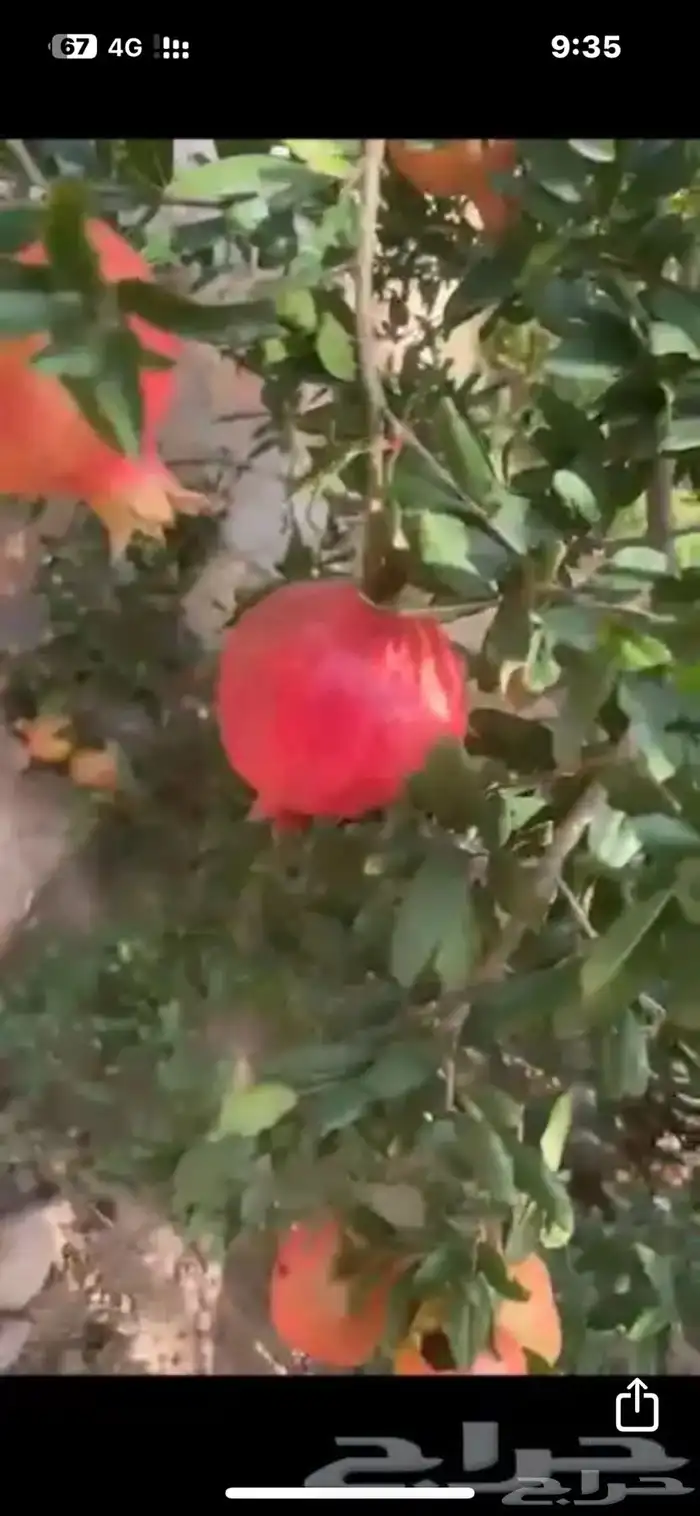 شتلات مثمرة وعطريات 0