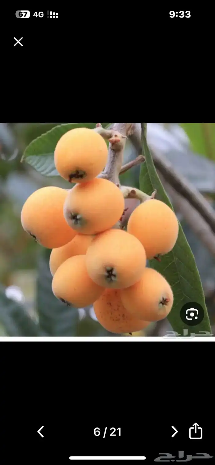 شتلات مثمرة وعطريات 1