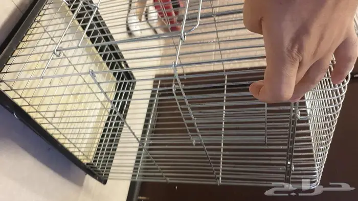 قفص قط قفص كينور وكاسيكو قفص ذهبي كبير معلق 2