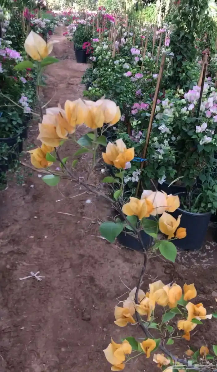 نبات جهنميه او المجنونه او العجيبه 3