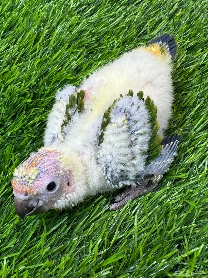 فرخ صن كنيور((( تم البيع خارج الموقع ))) 1