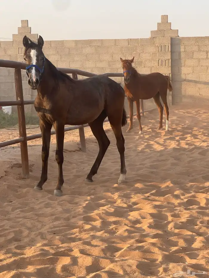مهرين سوري بيور 0