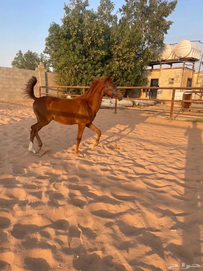 مهرين سوري بيور 6
