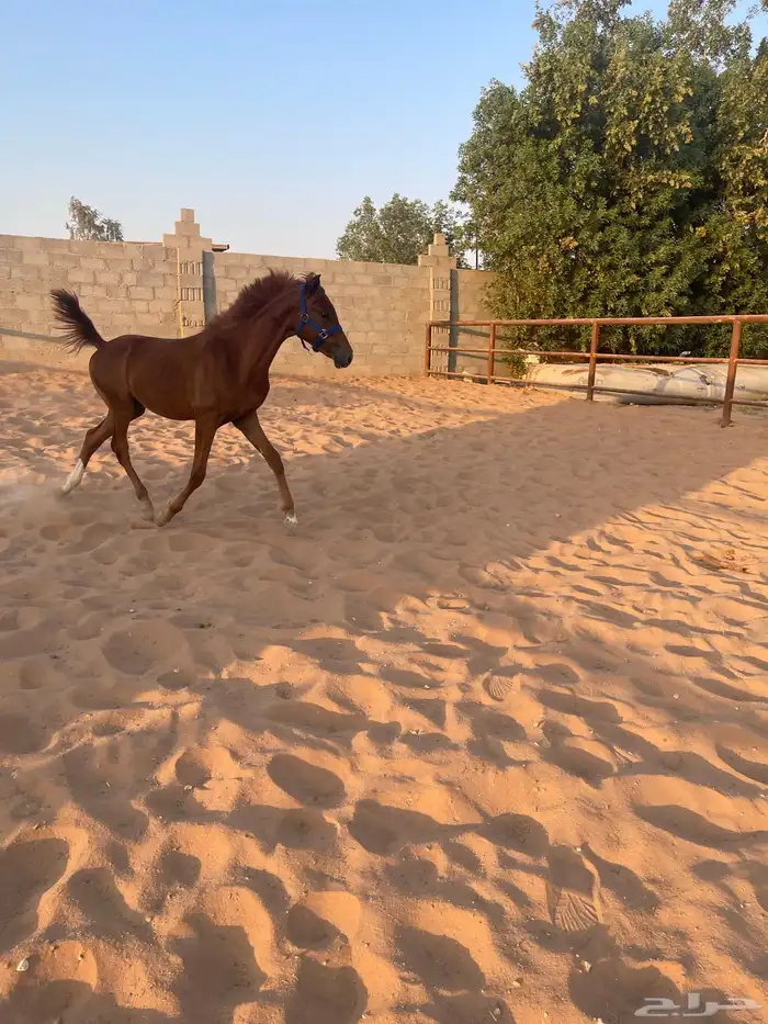 مهرين سوري بيور 7