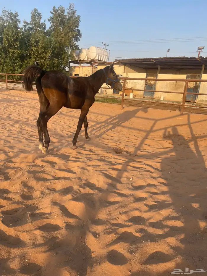 مهرين سوري بيور 1