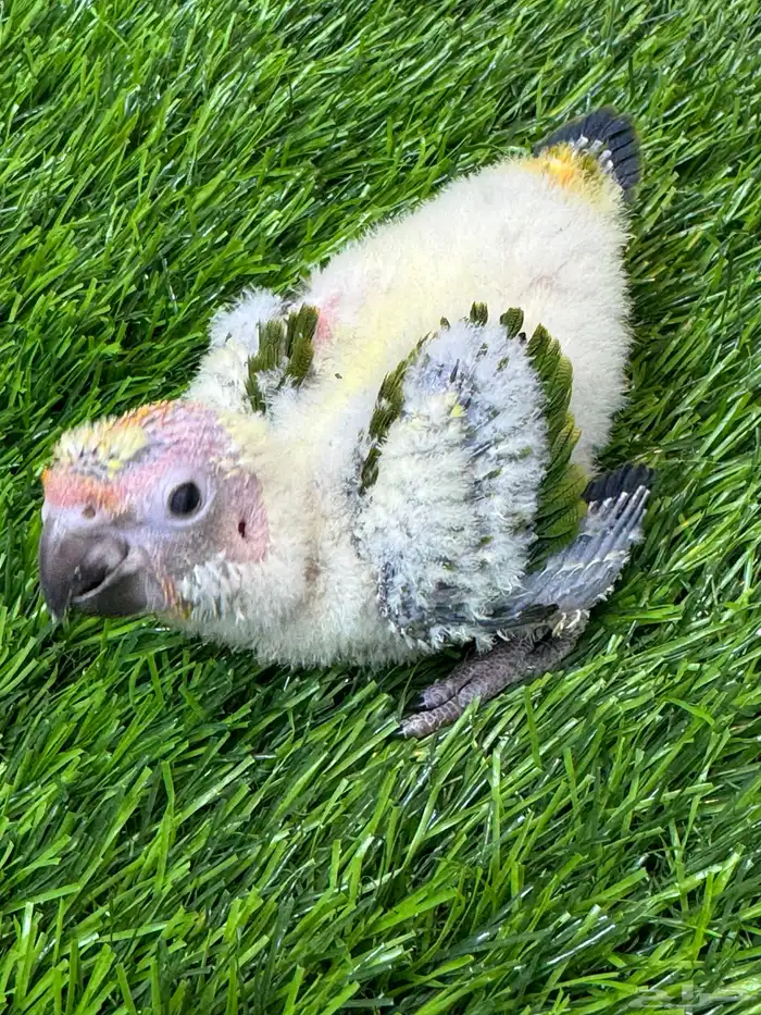 فرخ صن كنيور((( تم البيع خارج الموقع ))) 0