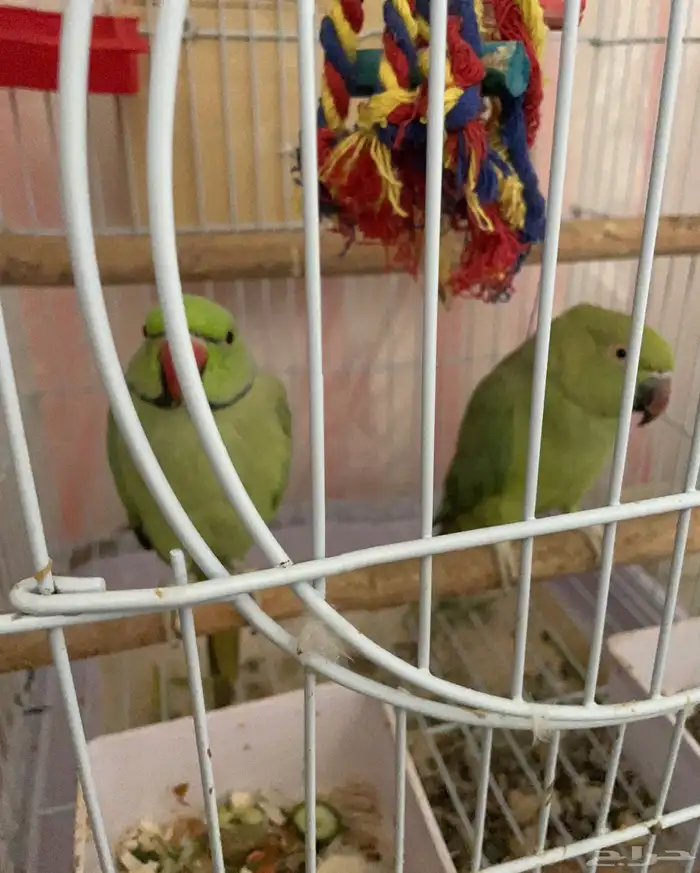 طيور دره نظيه جدا تربيه راعيها من الصغر ذكر وانثي صحه 100 1