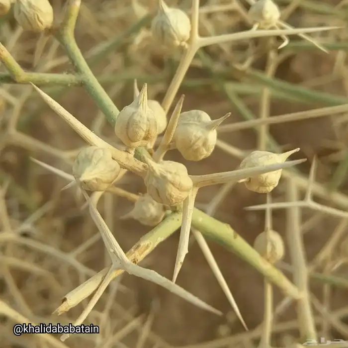 بذور الشبرم 1