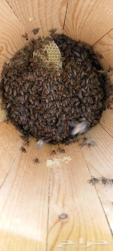 نحل للبيع الطايف قياء 2