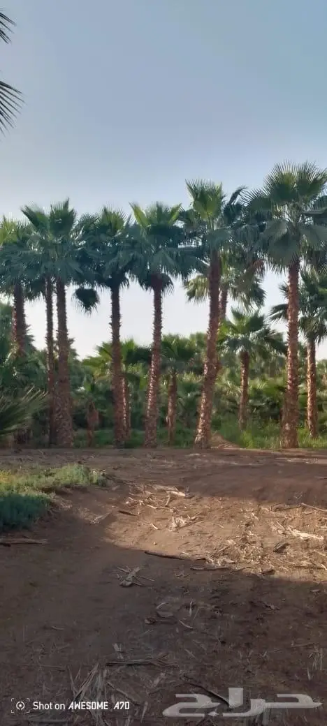 نخل واشنطونيا زينه للبيع 0