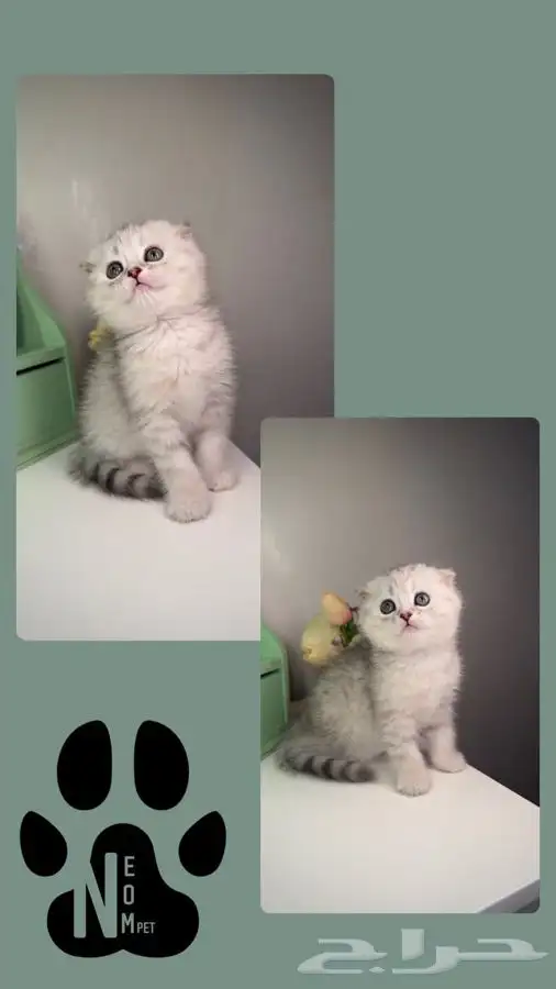 متجر قطط اقساط تمارا و تابي قطط للبيع سكوتش فولد انثى ذكر قط 4