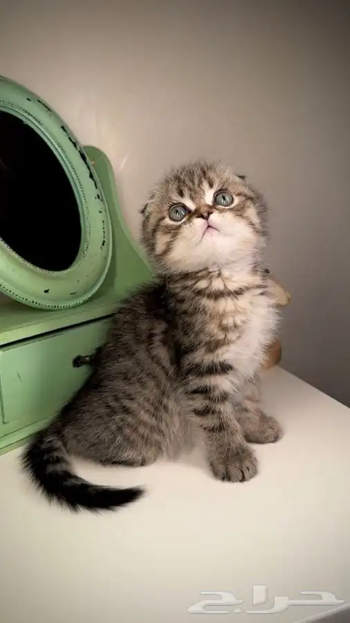 متجر قطط اقساط تمارا و تابي قطط للبيع سكوتش فولد انثى ذكر قط 0