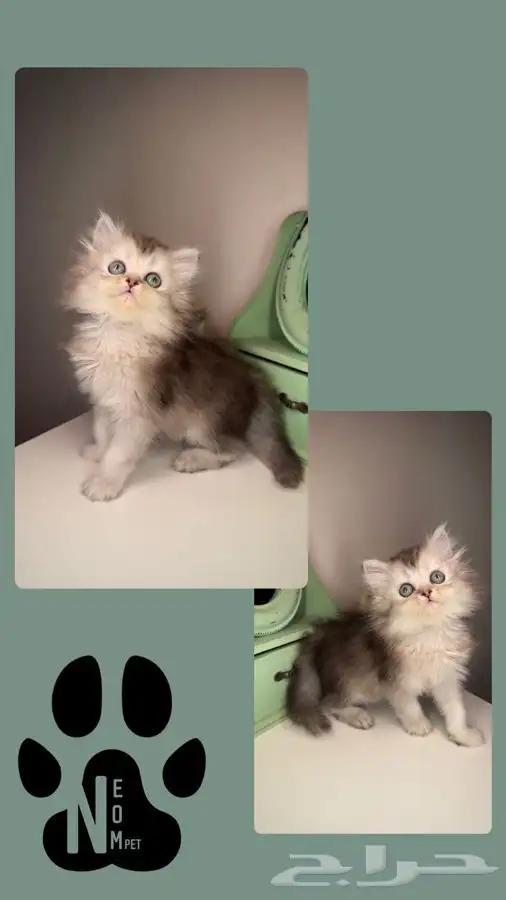 متجر قطط اقساط تمارا و تابي قطط للبيع سكوتش فولد انثى ذكر قط 3