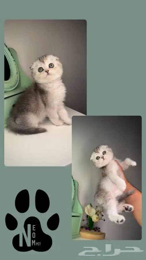 متجر قطط اقساط تمارا و تابي قطط للبيع سكوتش فولد انثى ذكر قط 2