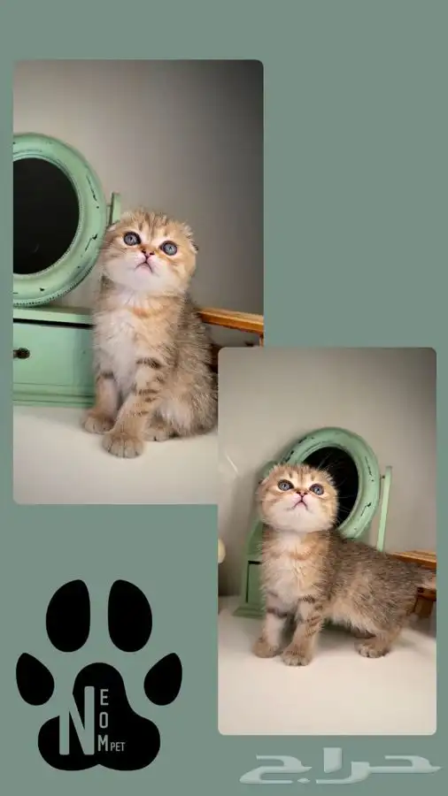 متجر قطط اقساط تمارا و تابي قطط للبيع سكوتش فولد انثى ذكر قط 5