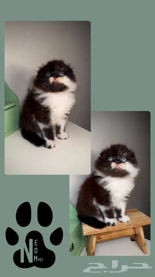 متجر قطط اقساط تمارا و تابي قطط للبيع سكوتش فولد انثى ذكر قط 6